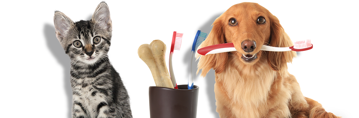 cat and dog teeth cleaning caldwell, nj