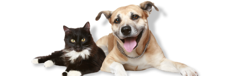 dog and cat pain management caldwell ,nj